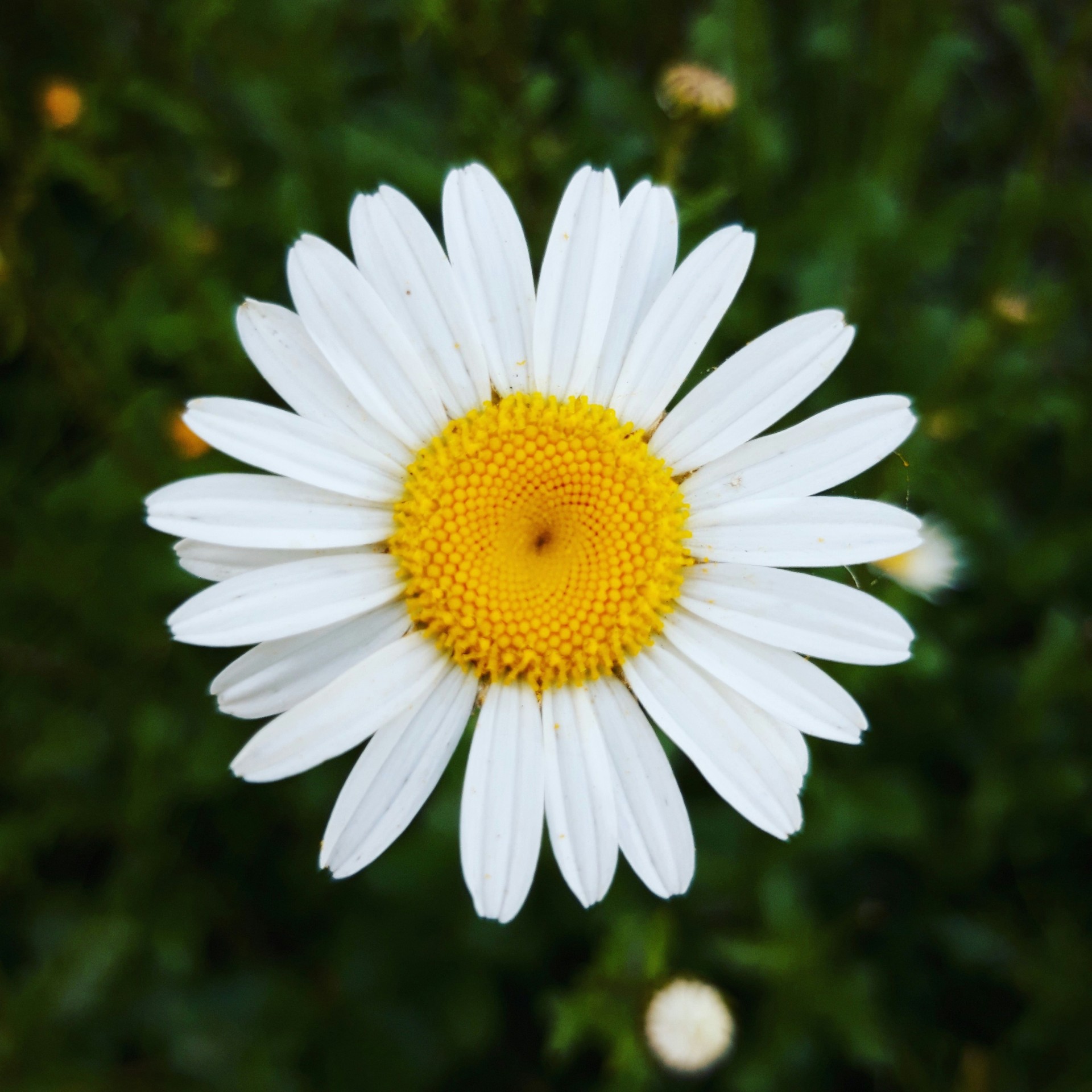 Michaelmas daisies